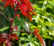 2020 09 13 LongFellowGardens 018
